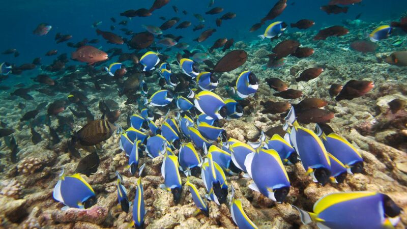 Cora Today Snorkeling Extravaaganza