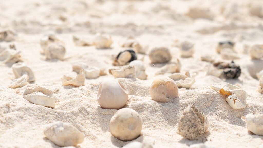 Turtle egg shells