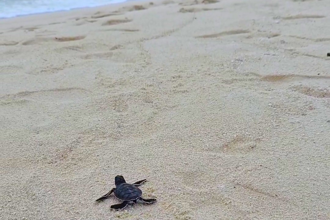SeaTurtle hatchling